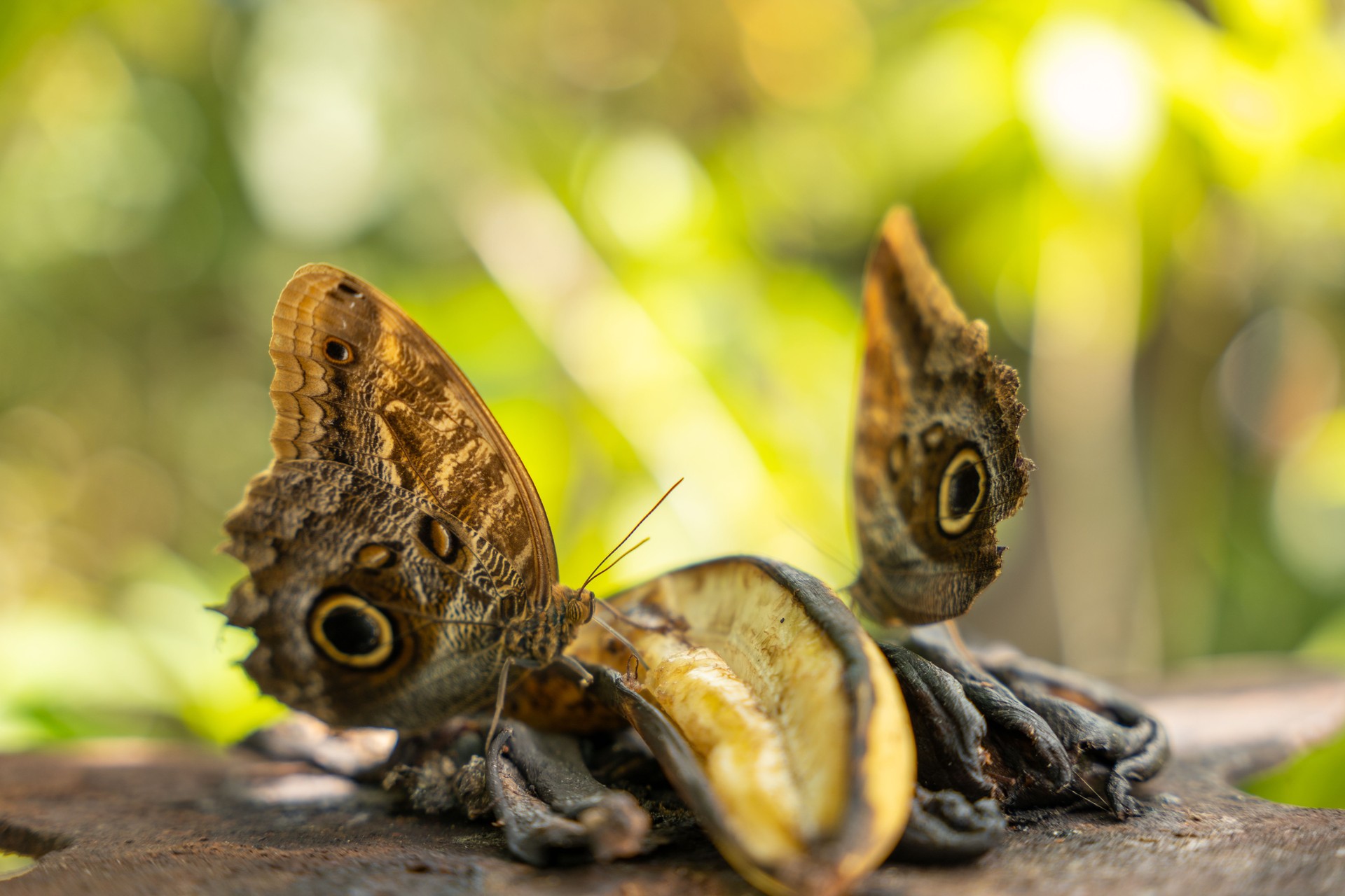 Mariposas que se alimentan de frutas en descomposición en un jardín tropical